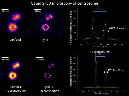 Gated STED single plane image and confocal data of a centriole stained with primary and secondary antibody conjugated to Chromeo488. Raw and Huygens deconvolved images are shown. The intensity profile was fitted to Lorentz distribution. Data used by permission from Dr. Grazvydas Lukinavicius, EPFL, Lausanne, Switzerland