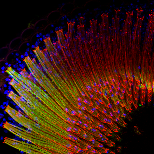 The image represents fruit fly (Drosophila melanogaster) ommatidia, which are arranged in an extremely regular array in the compound eye. Nuclei are shown in blue (DAPI), cadherin in red, and chaoptin in the photoreceptors in green. This Zeiss LSM780 confocal (NA 1.3, 40x) image was deconvolved with Huygens Professional.
