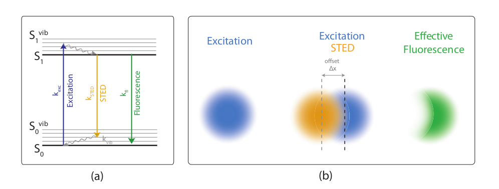 Figure 3 from Stimulated Emission Depletion (STED) Microscopy: from Theory  to Practice