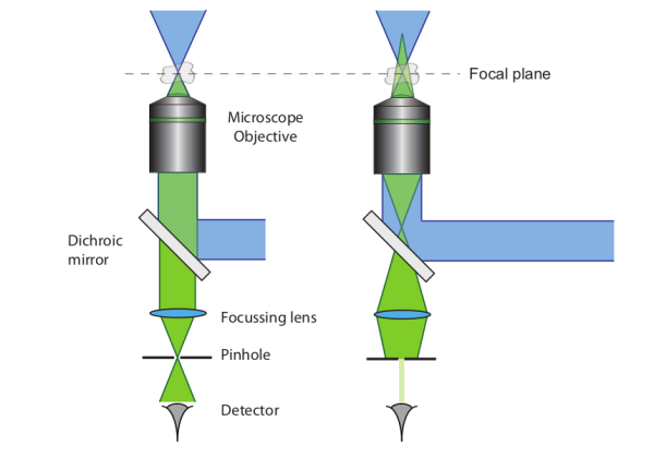 Figure 1. Illustration of the confocal microscope principle. A collimated beam of excitation light (blue) is tightly focused in the sample by a microscope objective. The left image shows that the emission light resulting from the focal spot will be focused through the pinhole and most light will reach the detector. The right hand side shows the case where the emitted light arises from a point that is located outside the focal volume. This light will not be focused through the pinhole and only a very small amount of light is able to reach the detector. As a result, the out of focus fluorescent light is mainly blocked by the pinhole and therefore the background signal is significantly reduced.[1]