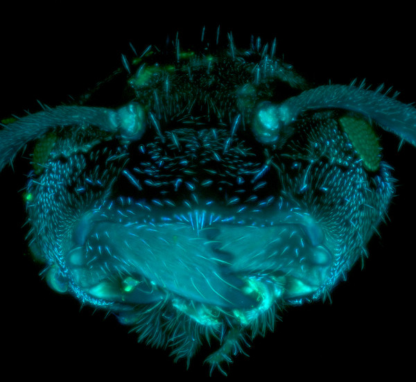 Matyas Molnar, Image Competition 2015