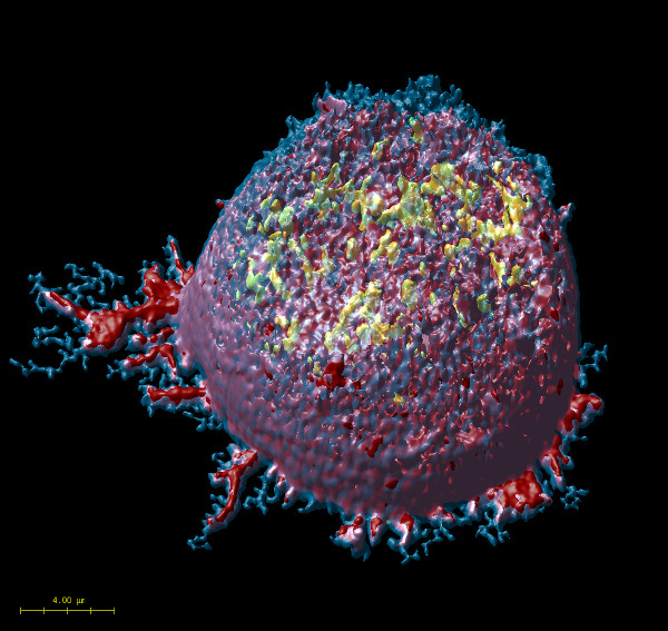 Image of a T lymphocyte crawling taken with a Leica SP8 g-STED.
The image is deconvolved with Huygens and the final visual effect was obtained using the Huygens surface rendering tool.
Blue shows labelled plasma membrane with a specific lipophilic dye, red represents the actin filaments, and yellow internal cytosolic vesicles.