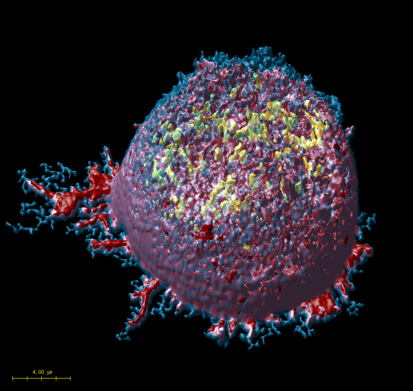 Image of a T lymphocyte crawling taken with a Leica SP8 g-STED.
The image is deconvolved with Huygens and the final visual effect was obtained using the Huygens surface rendering tool.
Blue shows labelled plasma membrane with a specific lipophilic dye, red represents the actin filaments, and yellow internal cytosolic vesicles.