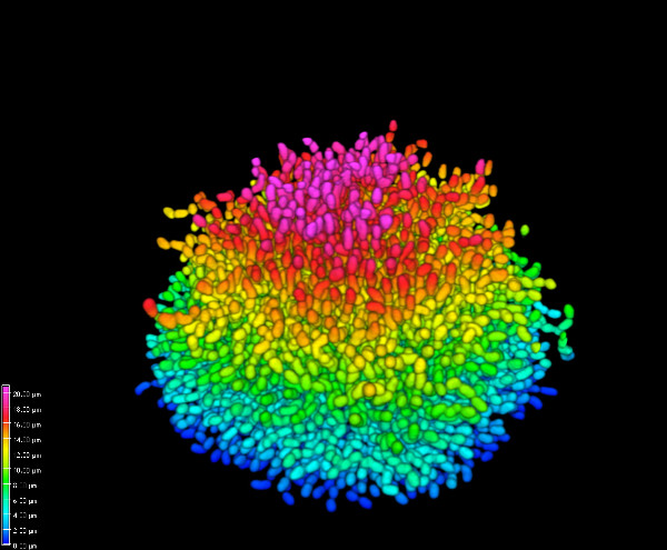 Image shows a growing community of bacteria Vibrio cholerae, the pathogen for cholerae. Bacteria adopt a social life form known as biofilm, where they stay together and secrete chemicals to build a "home" for survival. This Nikon spinning disc confocal image was deconvolved with a theoretical PSF in Huygens and finally color coded for depth.