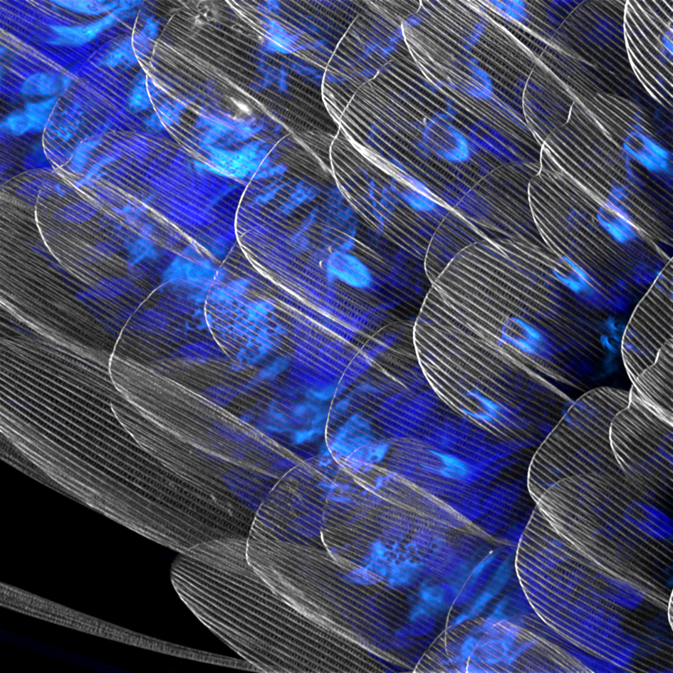 Outi Paloheimo, Image Contest 2016