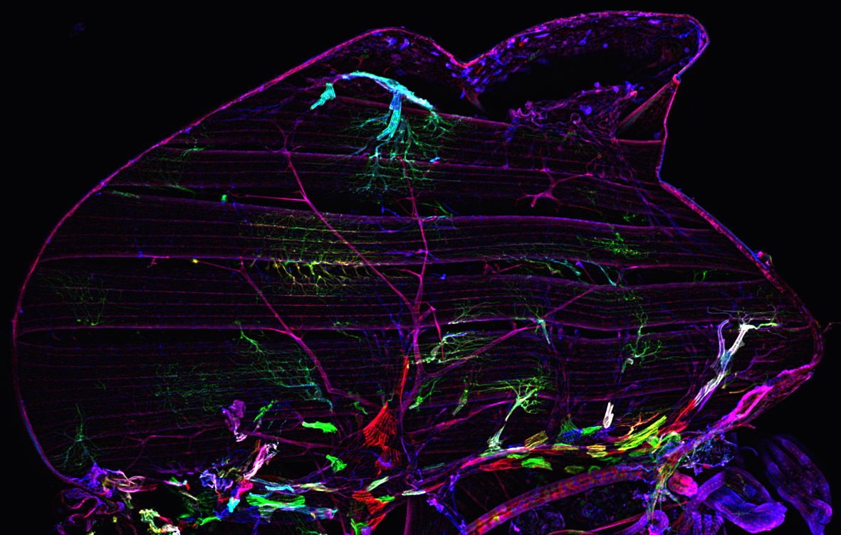 Julia Sauerwald Image Contest 2016