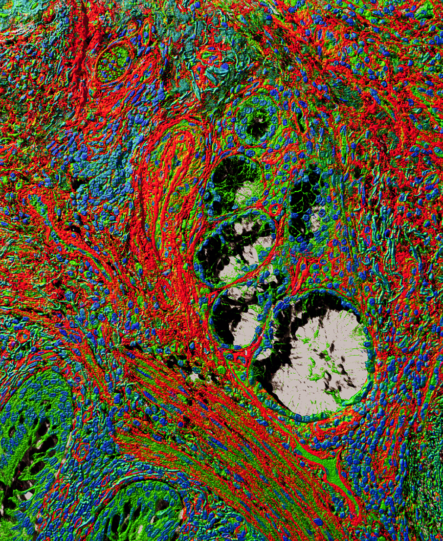 Priyam Banerjee Image Contest 2016