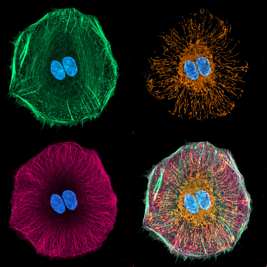 Romain Guiet, Image Contest 2017