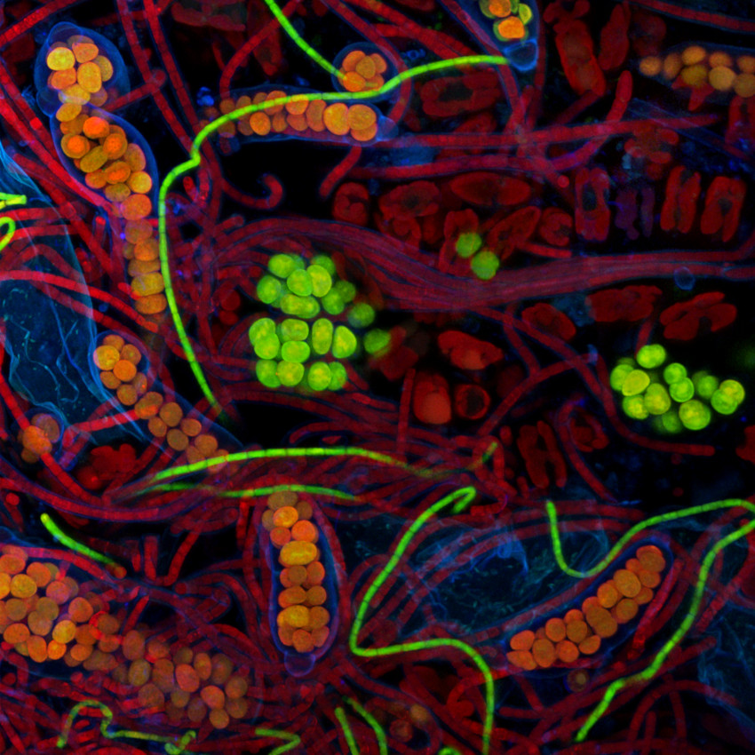 Tagide DeCarvalho, Image Contest 2017