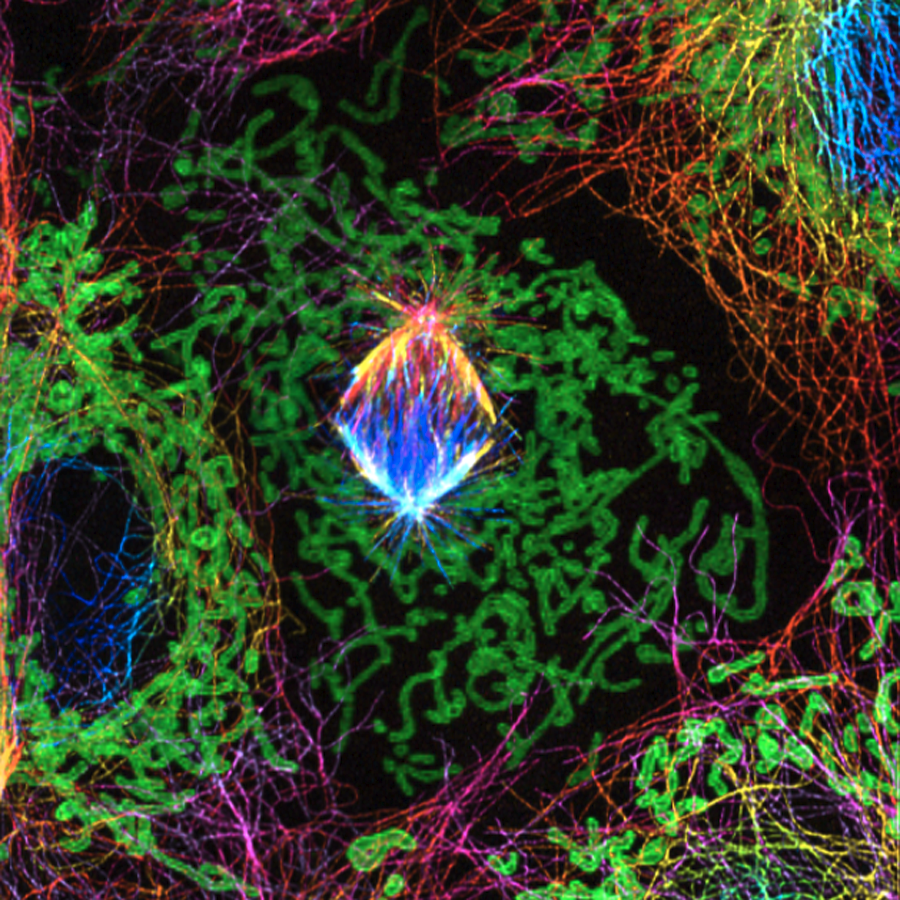 Malide COS7 STED Tubulin Depth Color Coded Mitochondria