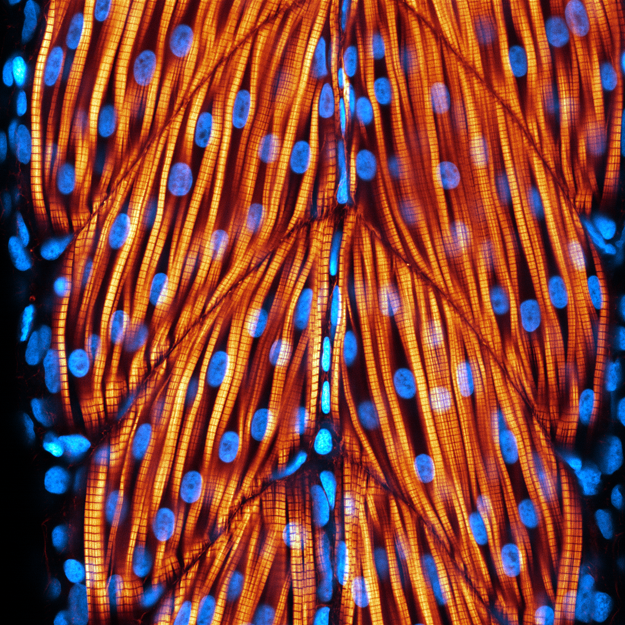 PANSER IMP Zebrafish Somite 2dpf 01