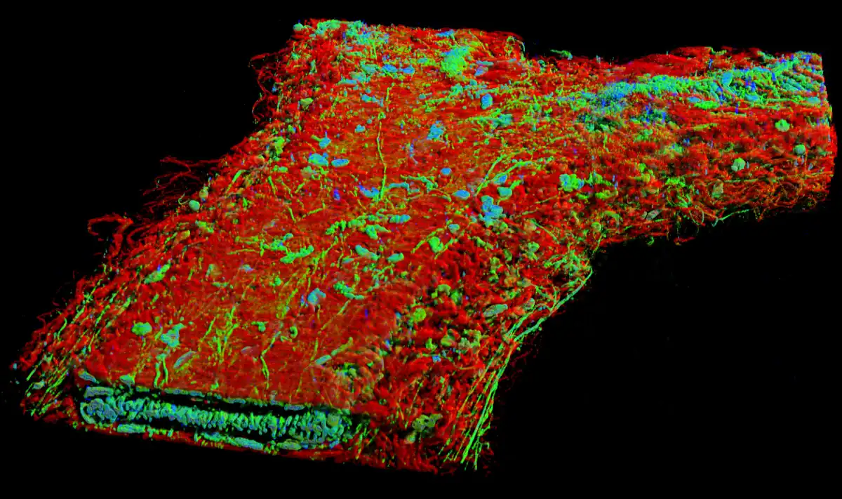 SFP rendered image Juraj Kabat, 1st Prize winner 2020