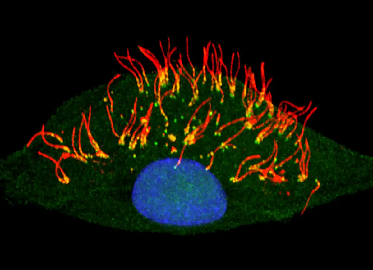 MIP rendered image Juraj Kabat, 2ndst Prize winner 2020