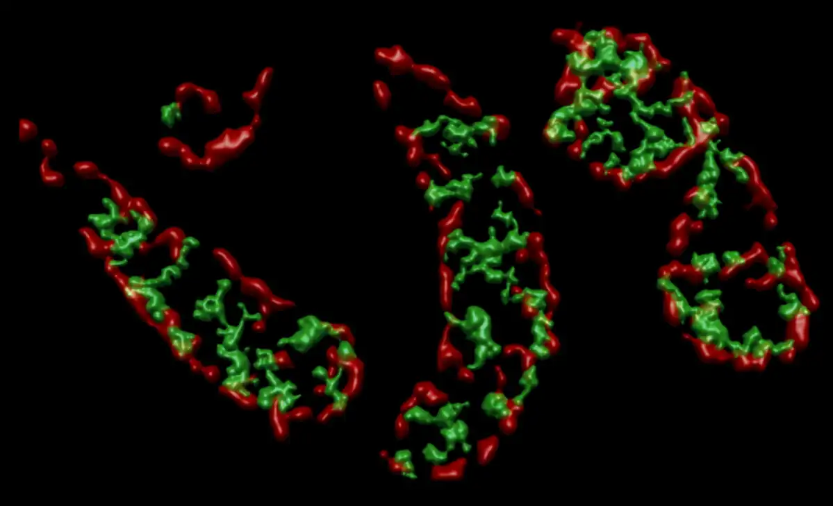 Mitochondrial image_ Rolando Berlinguer 3rdPrizeWinner 2020