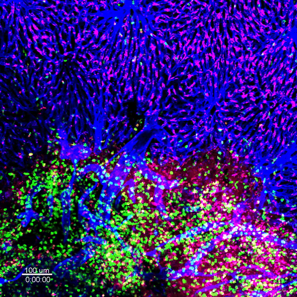 Ezgif.com Gif Maker (4)