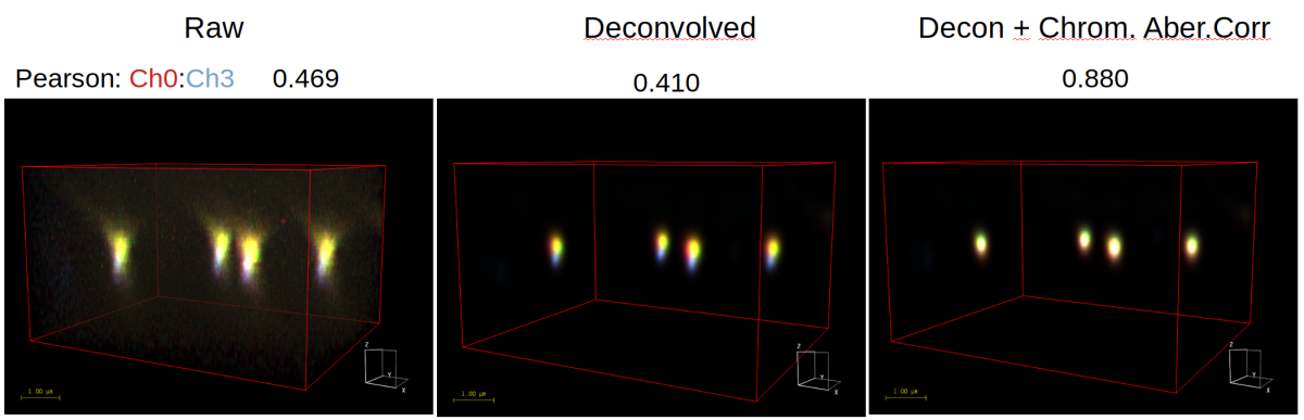 Top Description: These MIP projections of axial views of TetraSpeck beads (Thermo Fisher) show the effect of image restoration on colocalization analysis (Pearson coefficient). High quality confocal images of these 100nm beads (with no drift and Nyquist sampled) were deconvolved and corrected for chromatic aberration using Huygens. The Pearson colocalization coefficient was calculated between the blue (365/430 nm) and red (660/680 nm) channel. Since these beads are sub-resolution, you expect a Pearons value that is close to '1' between all four channels. Bead images were aqcuired on a Leica SP8 confocal and kindly provided by Dr. Ron Hoebe, Cellular Imaging, Core Facility Dept. of Medical Biology, Amsterdam University Medical Center, The Netherlands.