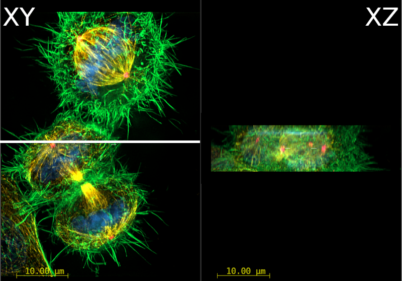 Twin Slicer Orientation