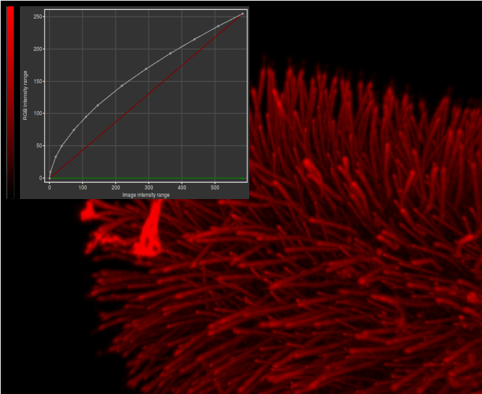 TwinSlicer Contrast CompressionGamma