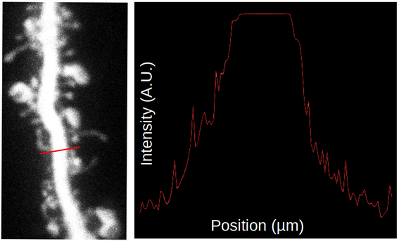 ThomasChater Neuron MIP Dendrzoom+intensity2