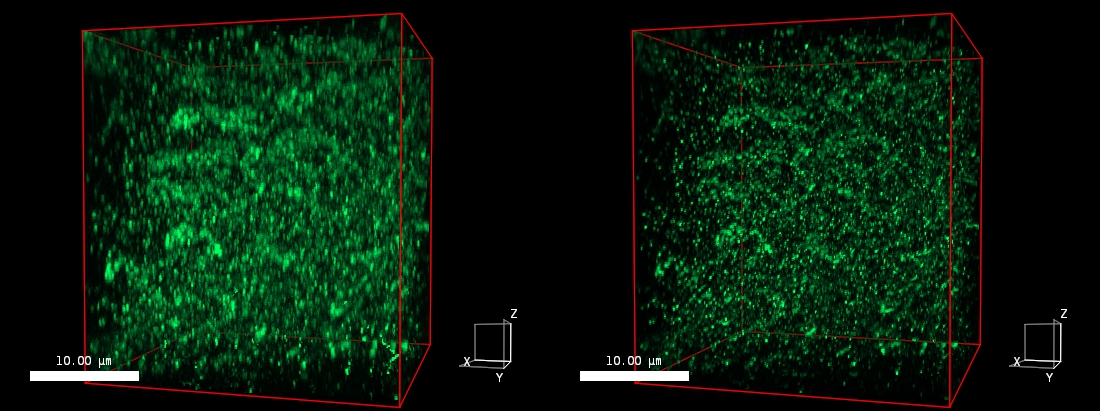 Small Airyscan Fruit Fly Brain Decon No SA AND SA 30 MIP